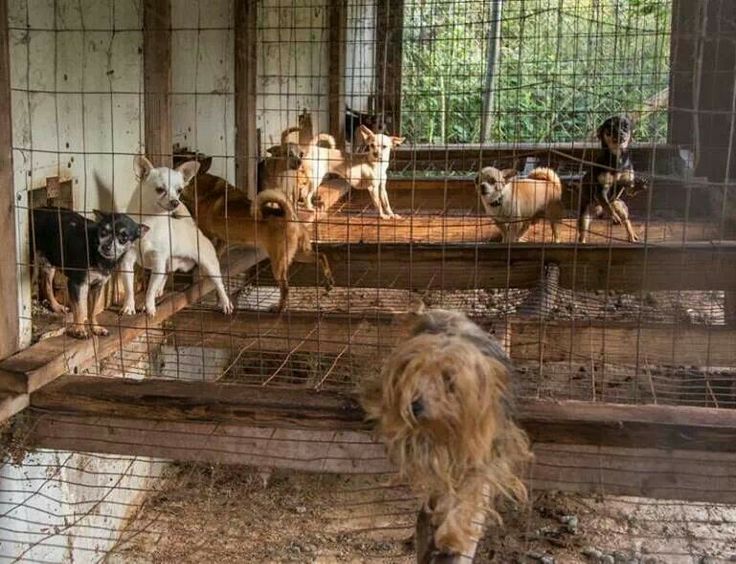 What are Puppy Mills? SaveAPet USA