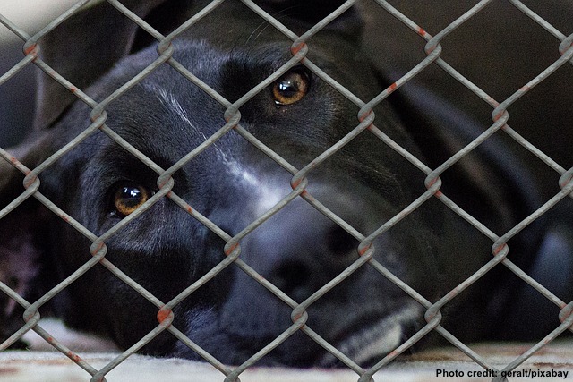 Shelter Dogs – Removing the Stigma – Save-A-Pet USA